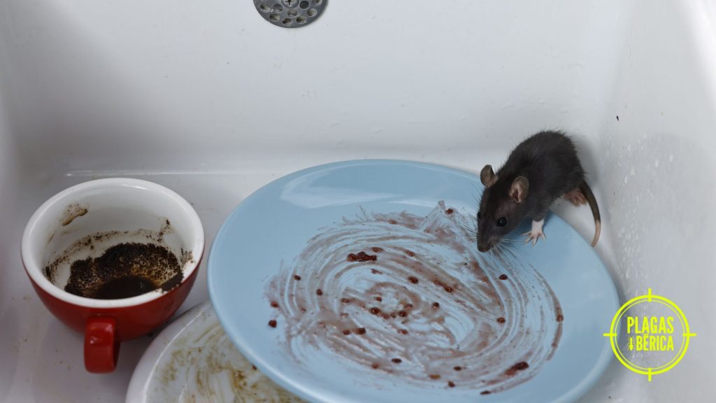 Rata buscando restos de comida en un plato sucio dentro del fregadero de la cocina, problema de higiene por plagas.