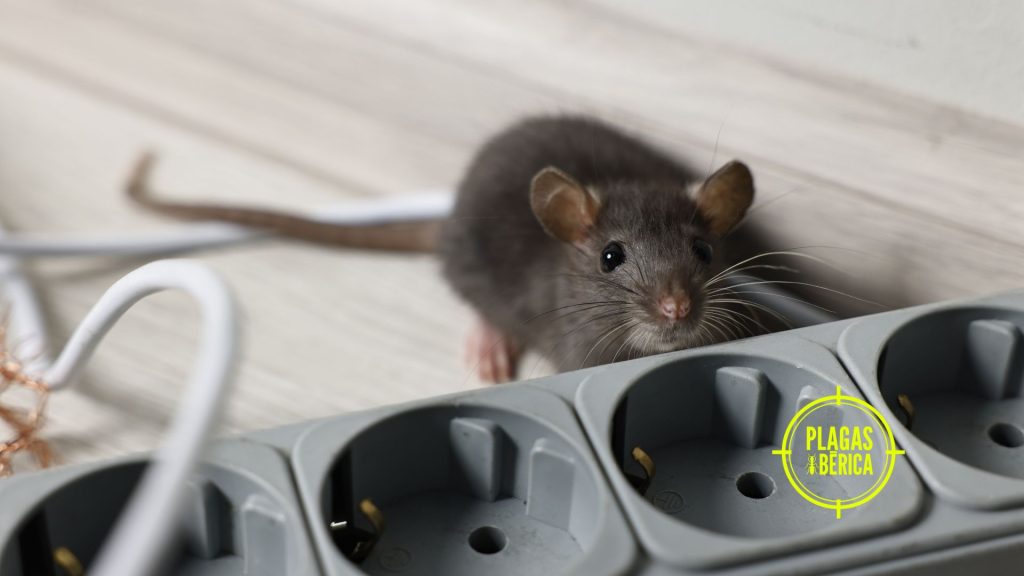 Rata pequeña inspeccionando cables eléctricos y una regleta en una vivienda, riesgo de plaga de roedores en el hogar.
