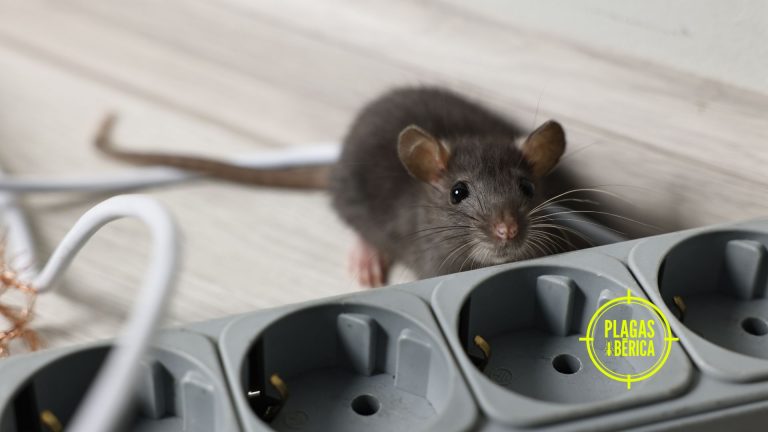 Rata pequeña inspeccionando cables eléctricos y una regleta en una vivienda, riesgo de plaga de roedores en el hogar.