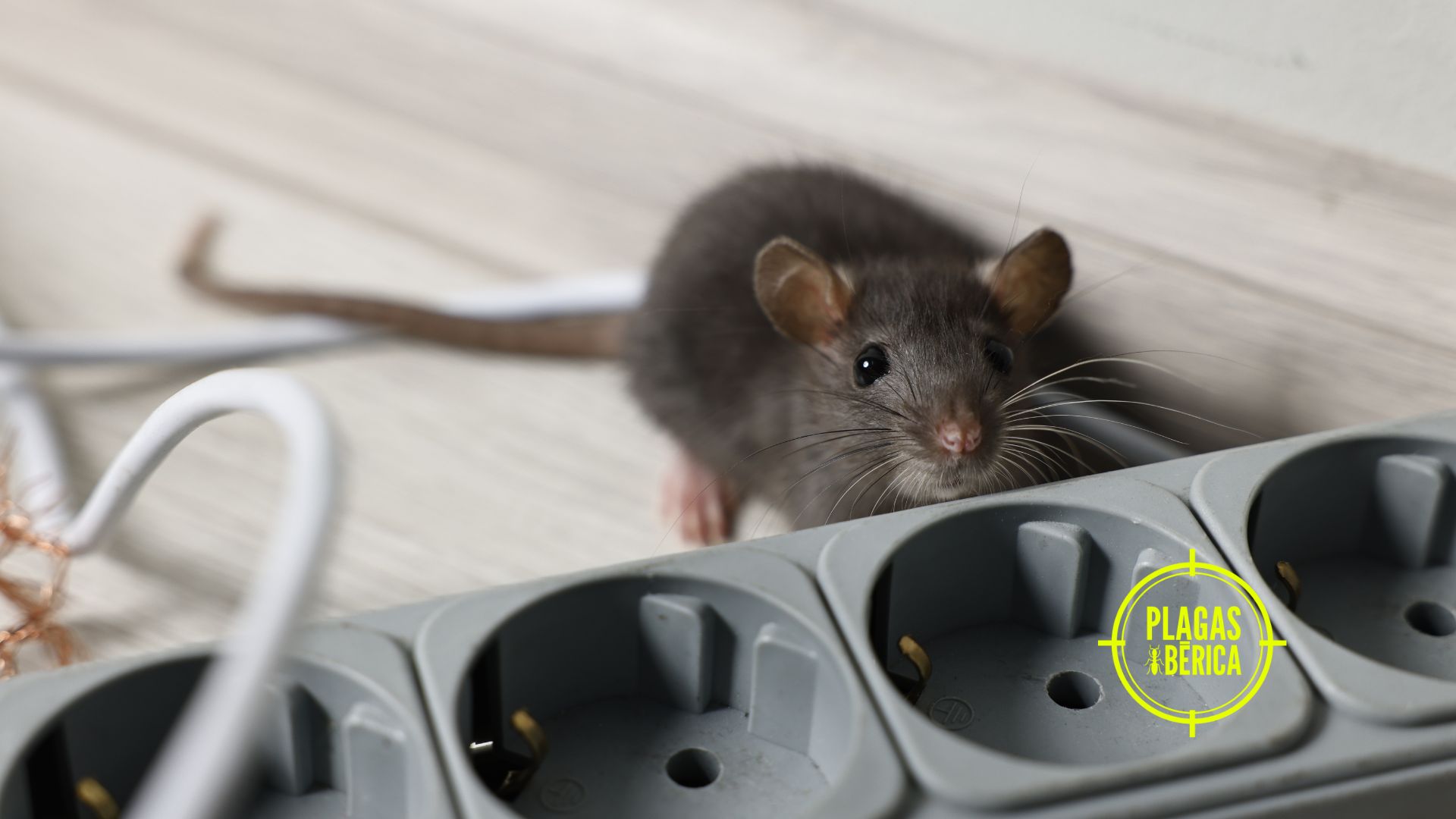 Rata pequeña inspeccionando cables eléctricos y una regleta en una vivienda, riesgo de plaga de roedores en el hogar.
