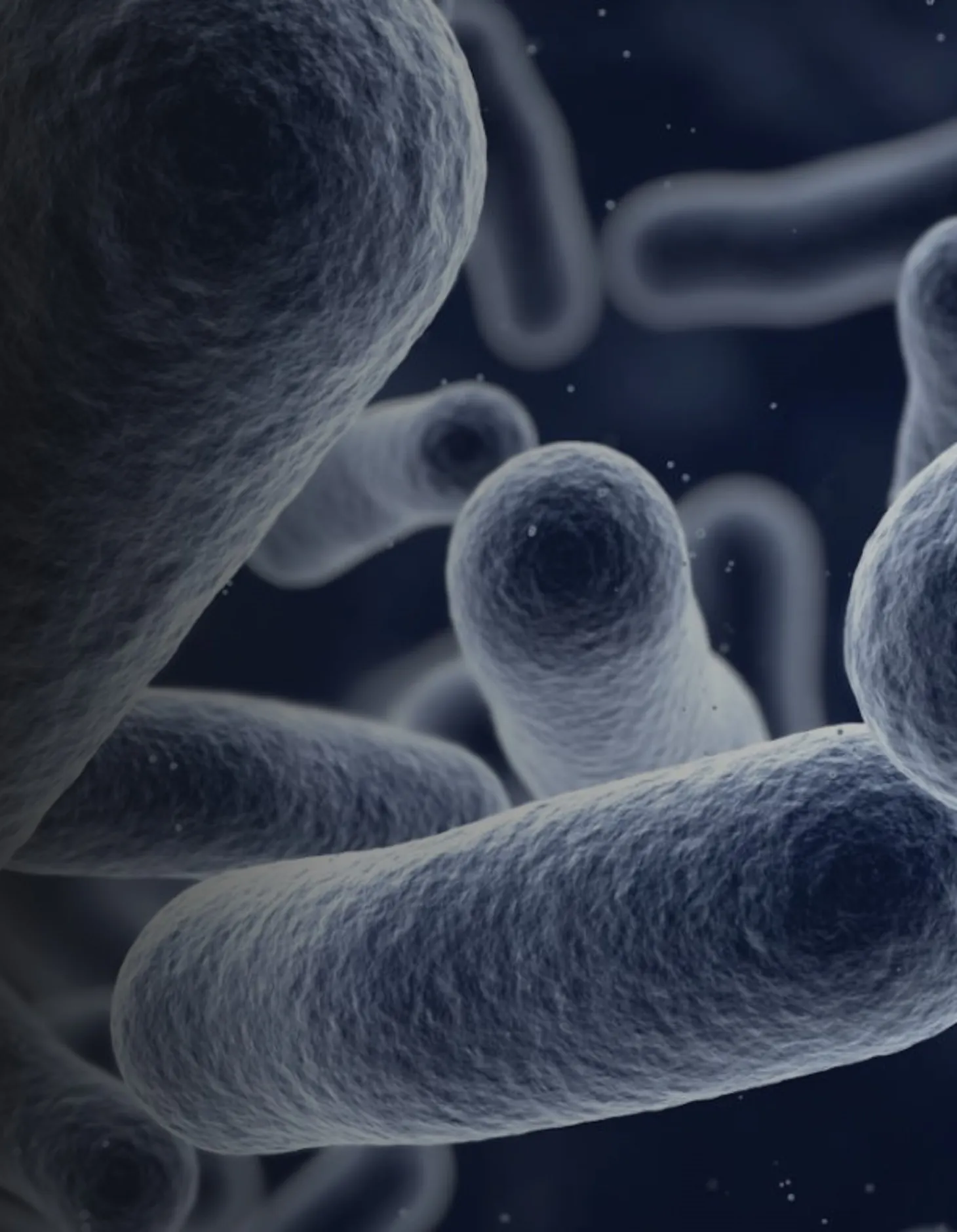 Bacterias Legionella vistas al microscopio